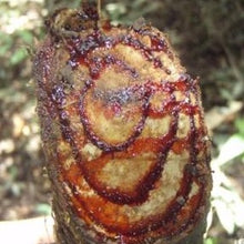 Load image into Gallery viewer, Croton Lechleri - Raw &amp; Pure Tree Sap
